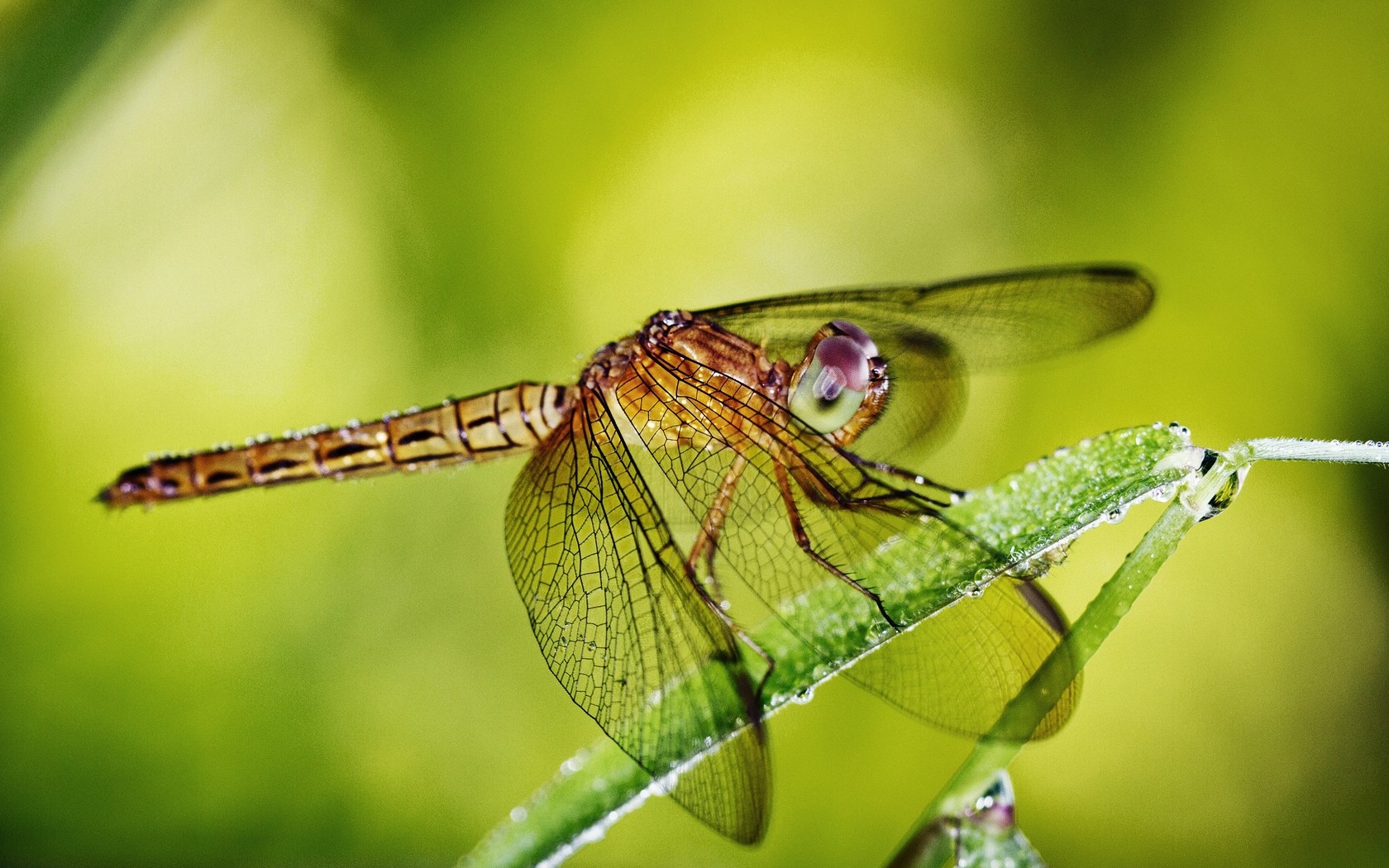 Dragonfly Grass Plants Wings Insect Wallpaper