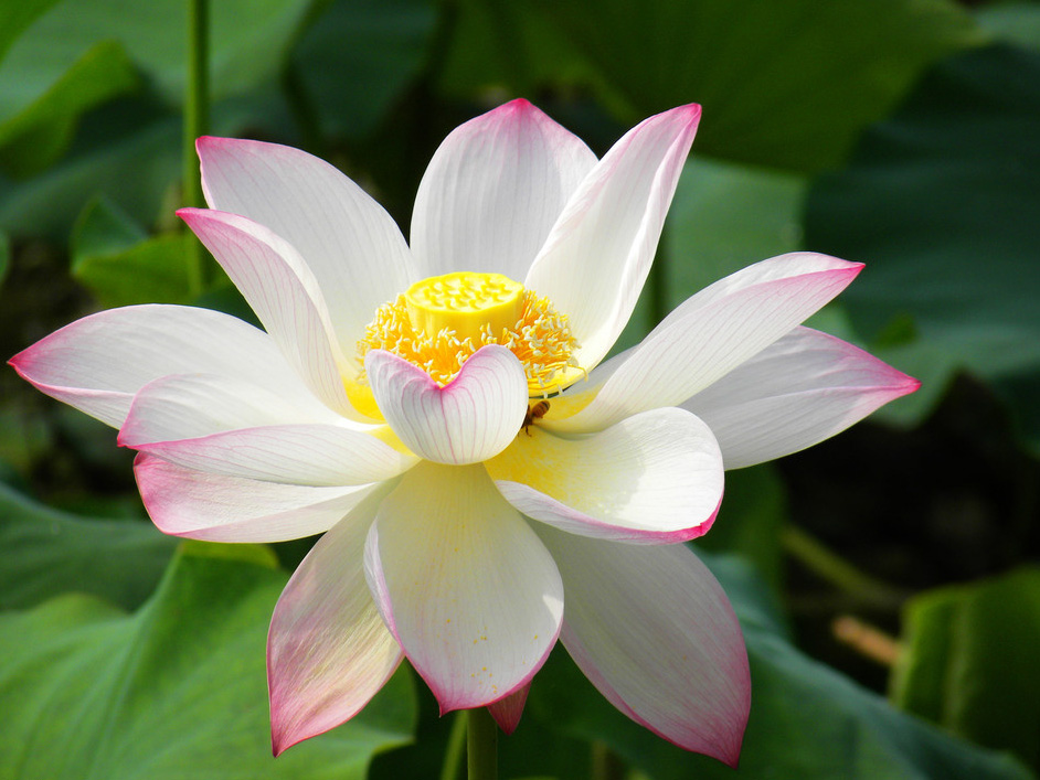 White And Pink Lotus Flower Wallpaper Pictures