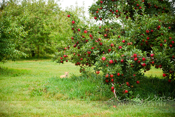 Autumn Apple Orchard A Visit To The