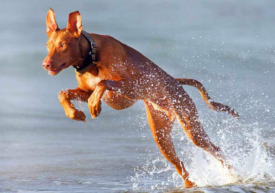 Pharaoh Hound Jumping On Water Puppies Wallpaper Picture