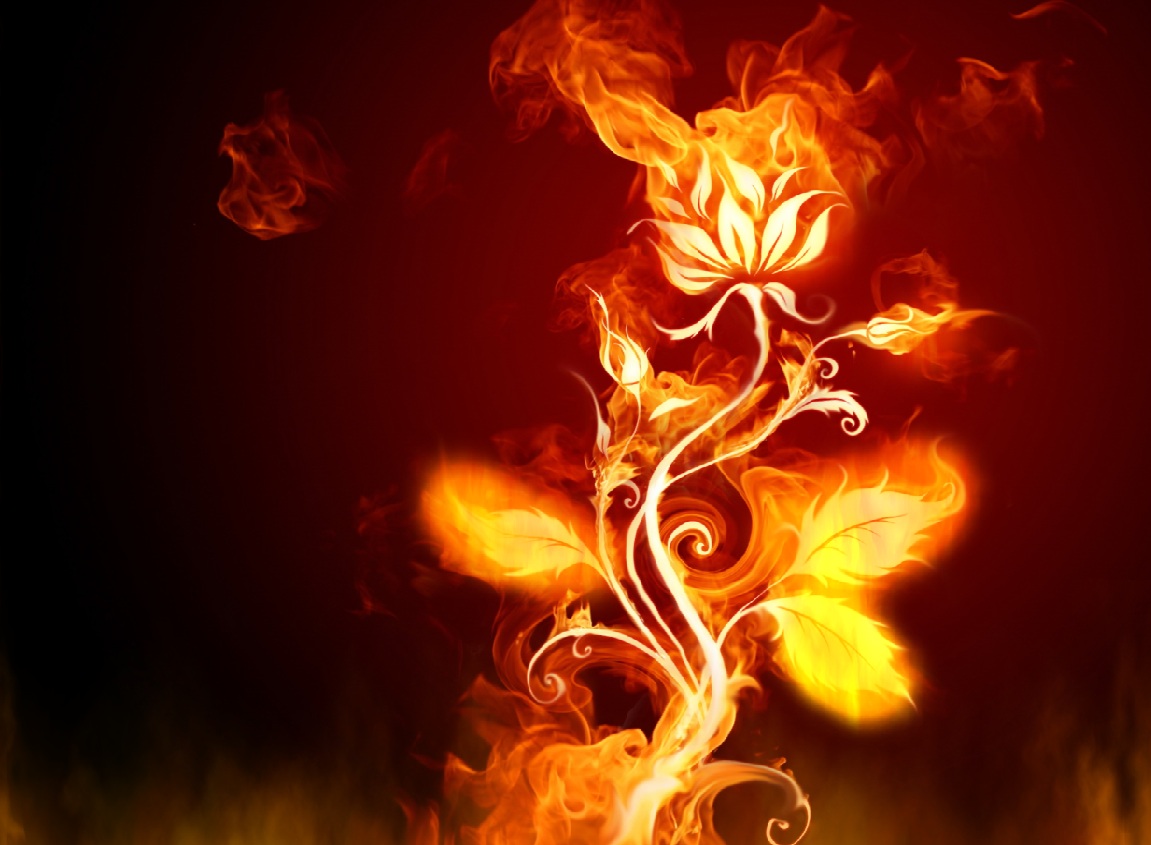 Fire Everywhere Animated Wallpaper Flame Hot Burn Burning