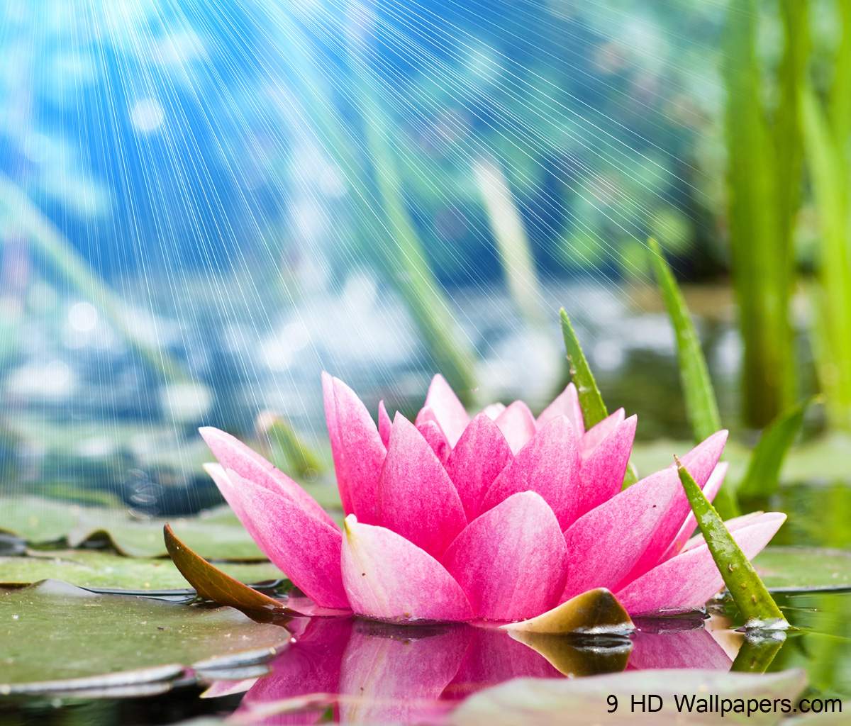 38,094 Lotus Flower Stock Photos, High-Res Pictures, and Images - Getty  Images