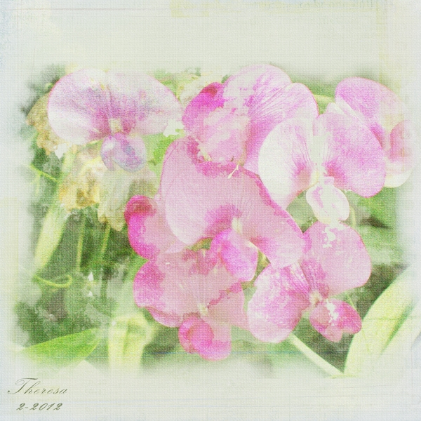 Sweet Pea Background Paper Seasons Nature Holidays Gallery