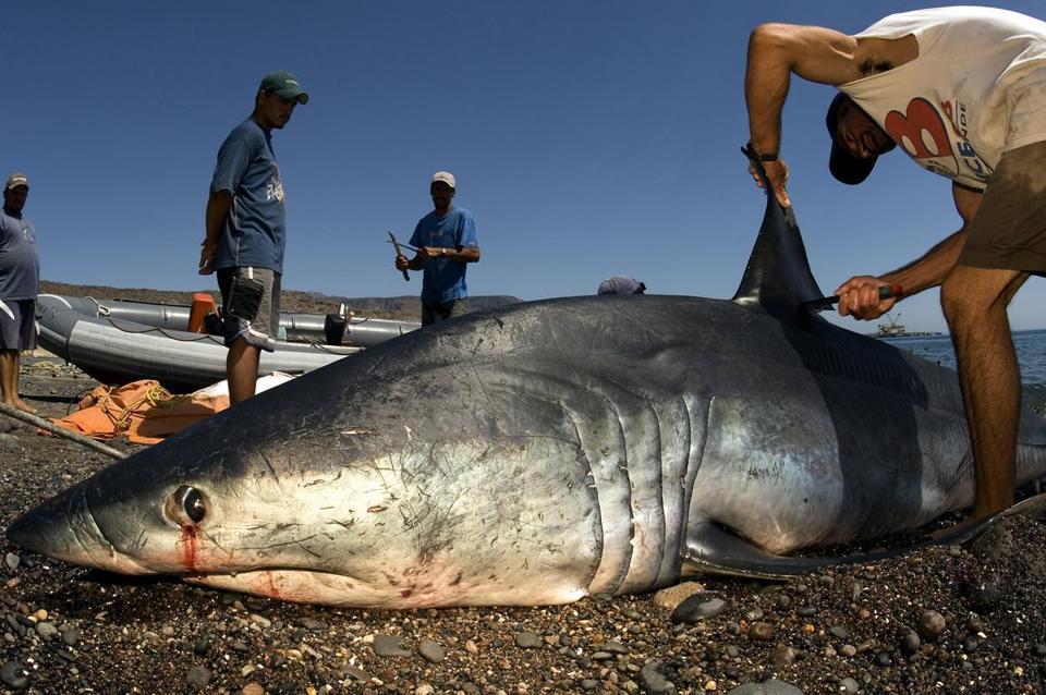 Massachusetts To Ban Shark Fin Trade The Boston Globe