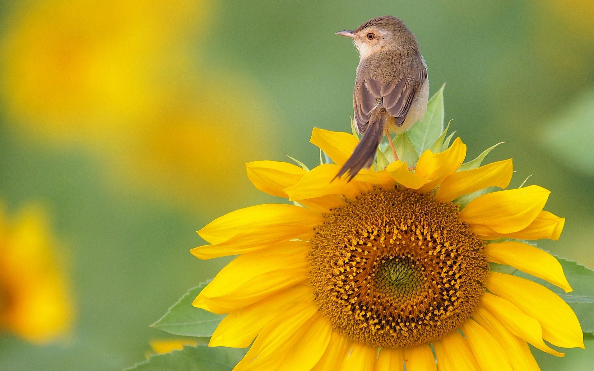 Bird On Sunflower Widescreen HD Wallpaper