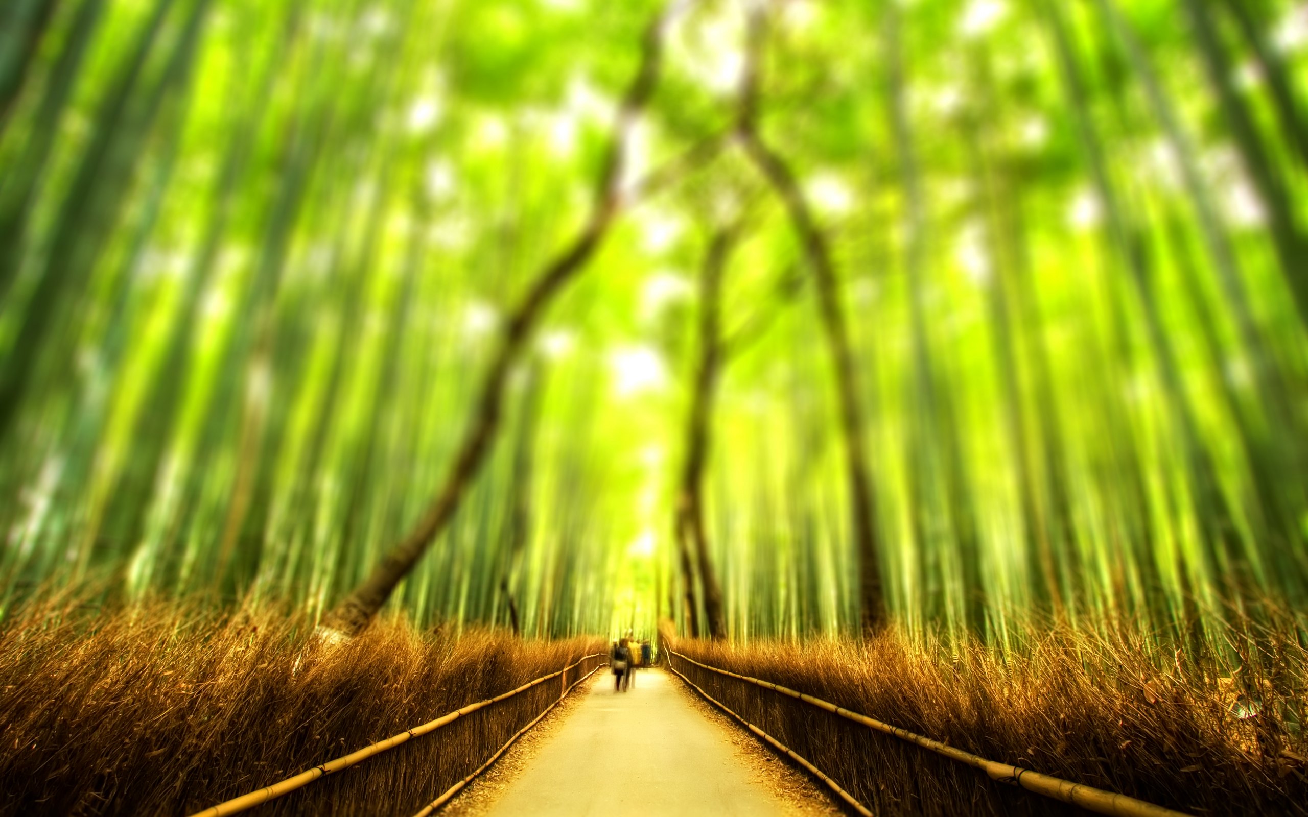 HD Bamboo Wallpaper