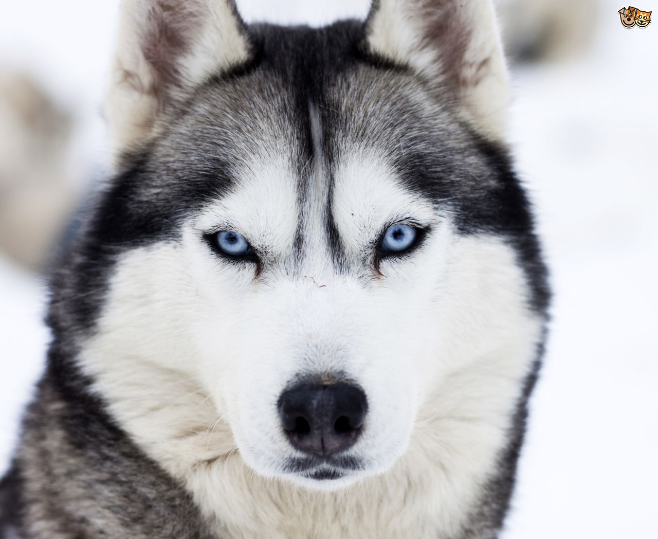 Siberian Husky Colours And Monly Confused Breeds Pets4homes