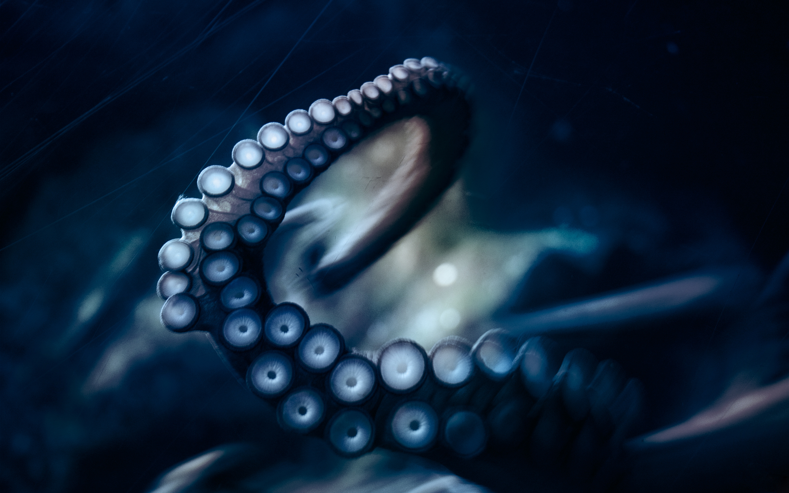 Tentacle Octopus Wallpaper Underwater Sealife Tentacles Photography