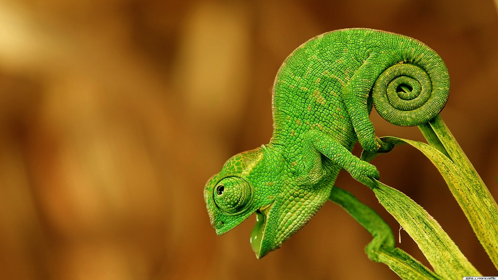 Chameleon Lizards Wallpaper