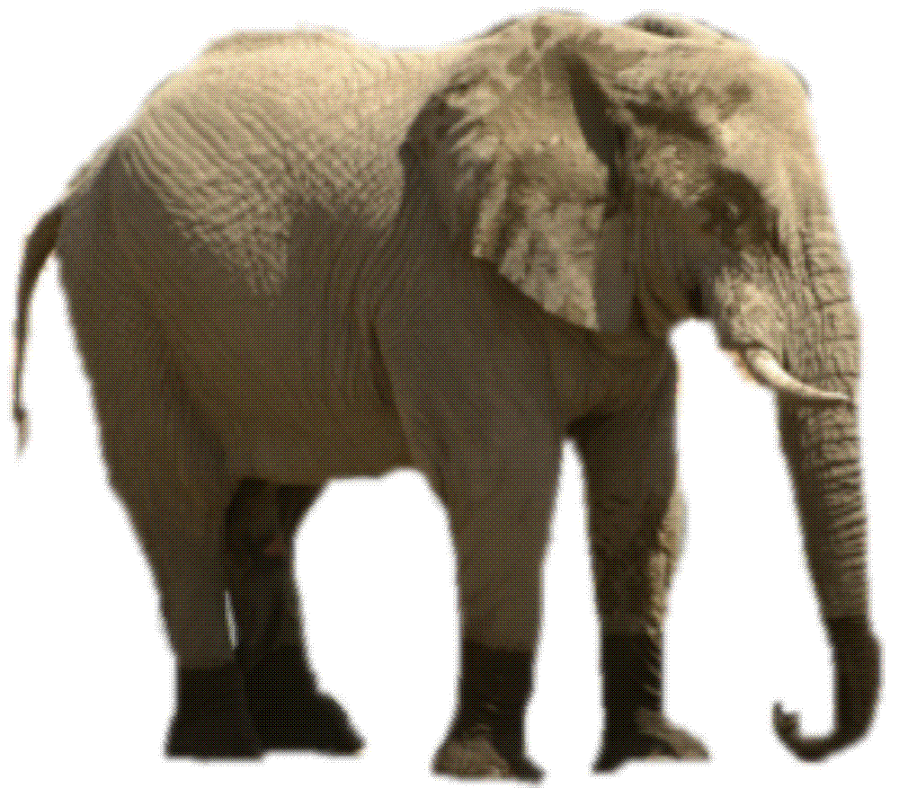 Animals Image Elephant Wallpaper And Wallpaers