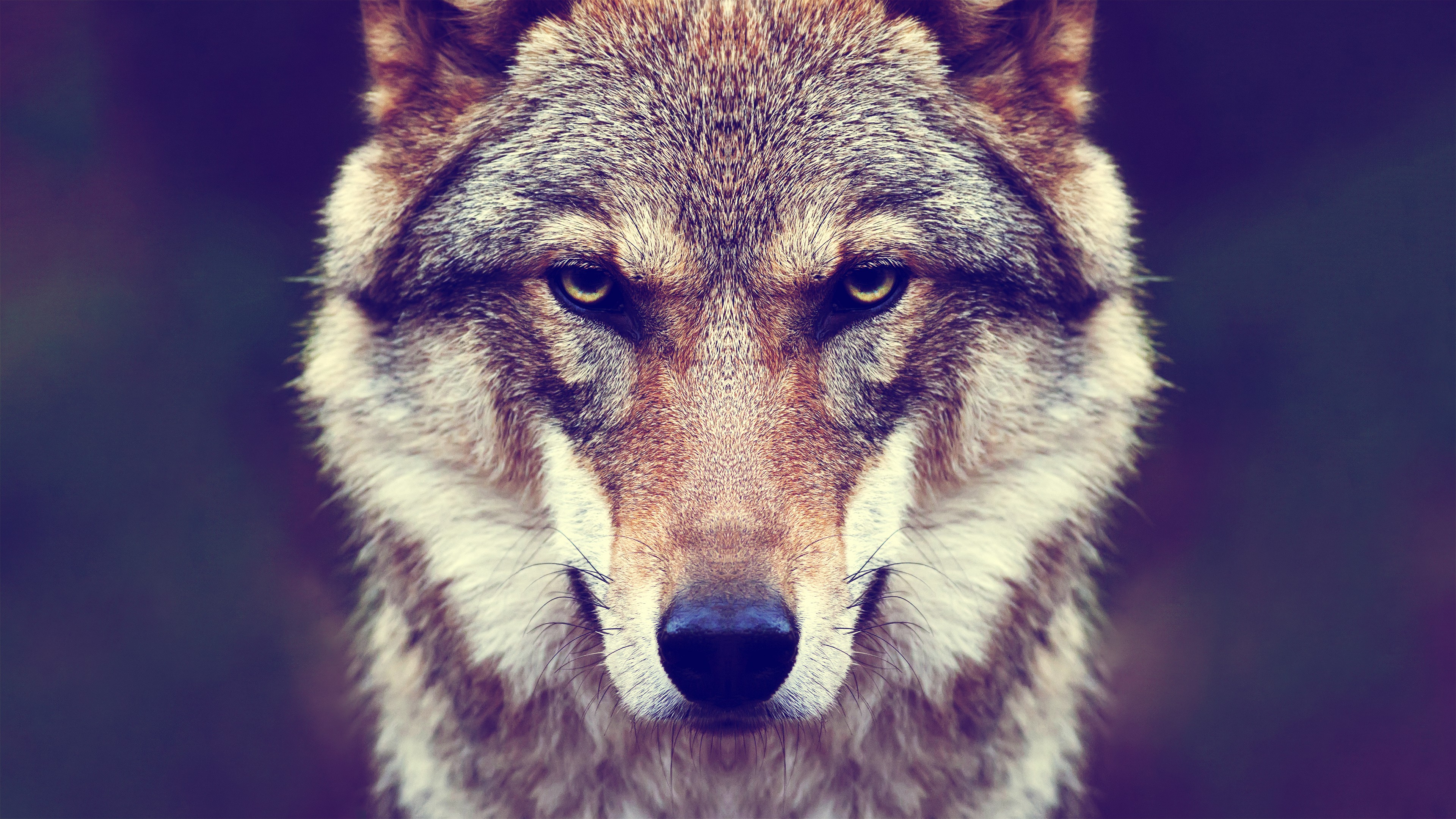 Animals Fur Wolf Nature Wallpaper HD