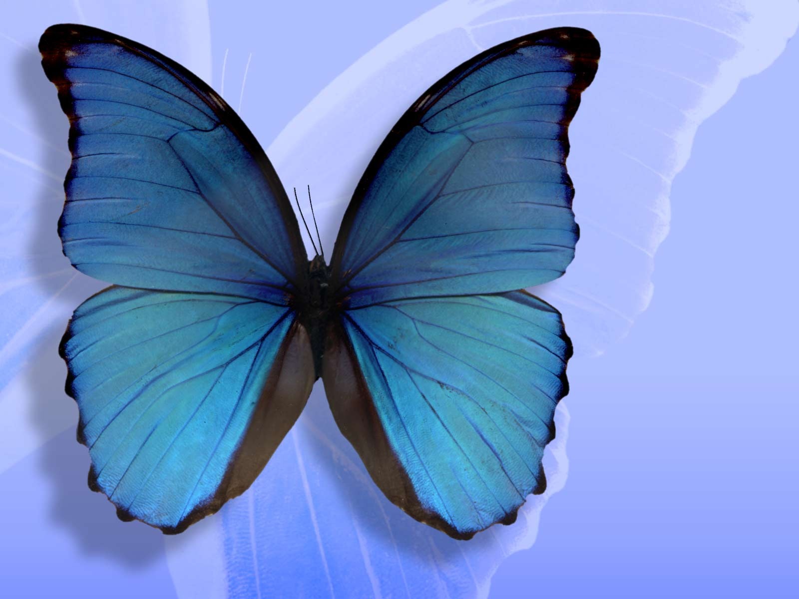 HD Butterfly Wallpaper For Desktop High Definition Cool