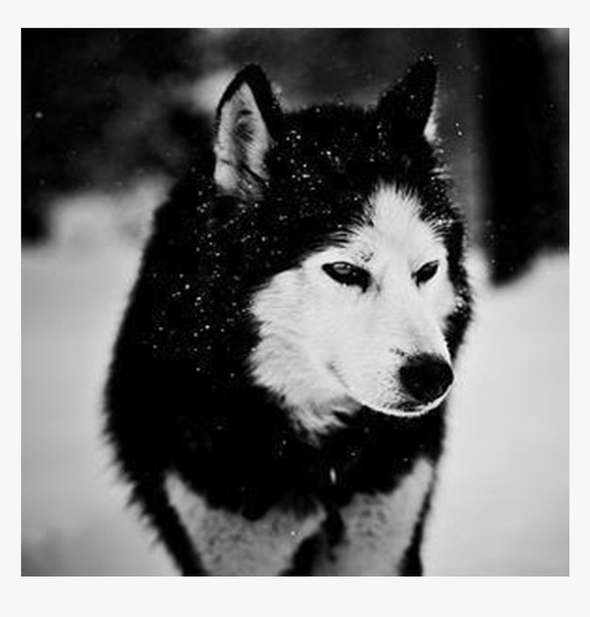 Black Wolf In Snow Wallpaper Siberian Husky Android