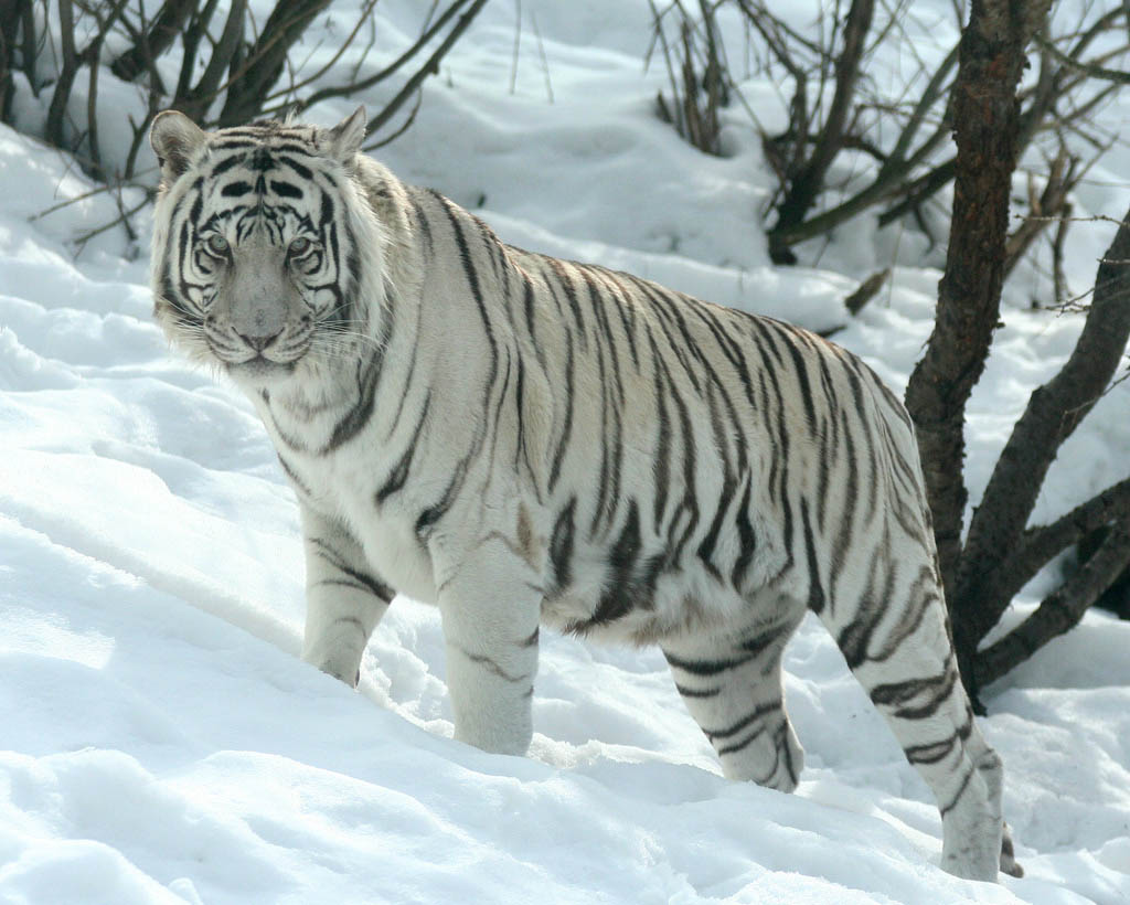 TIGER WALLPAPERS Best White Tiger Wallpapers 1024x820