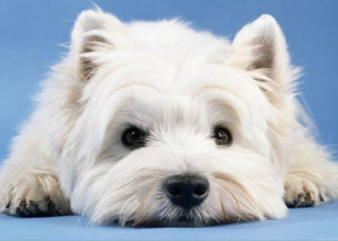 Add Photos Nice White West Highland Terrier Dog In Your