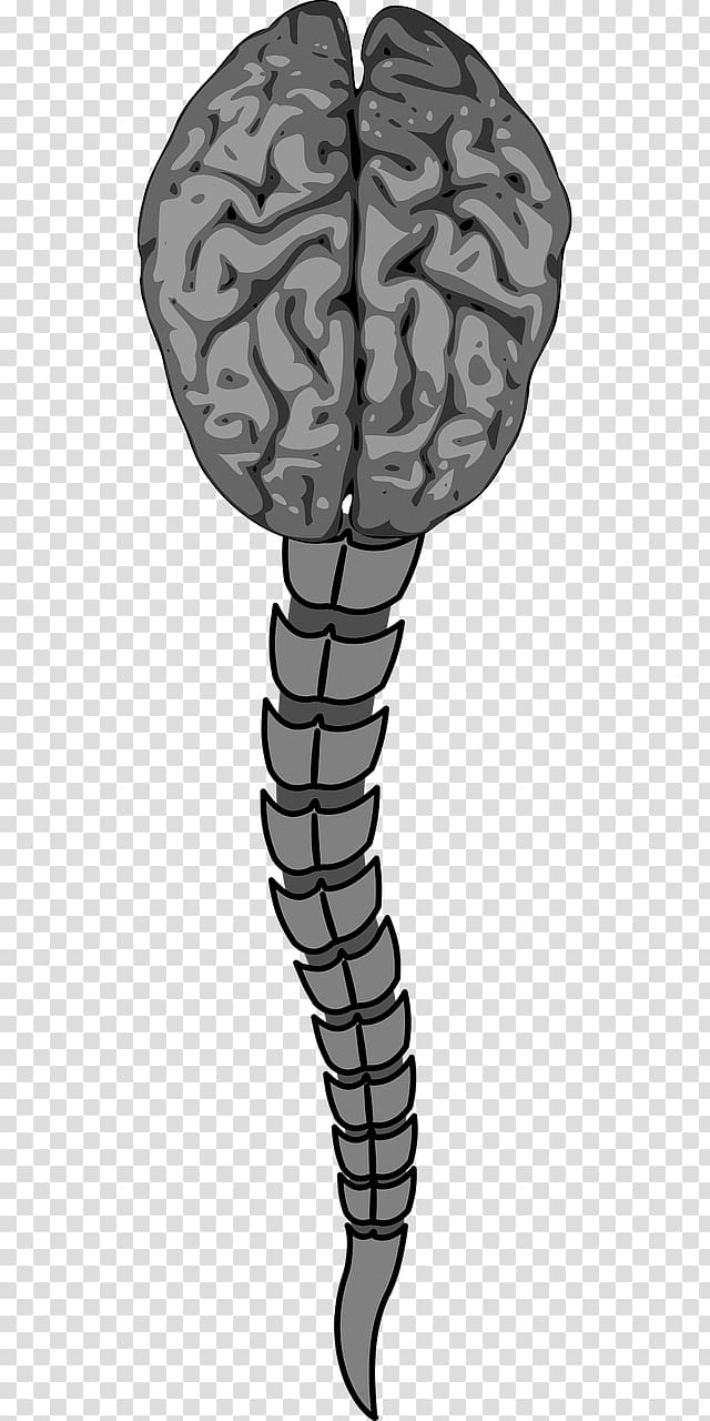 Vertebral Column Human Brain Spinal Cord Anterior Artery