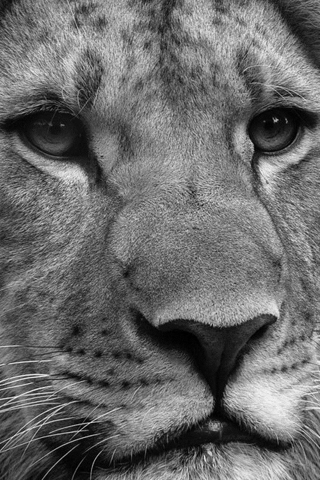 Black And White Lion Wallpaper For iPhone