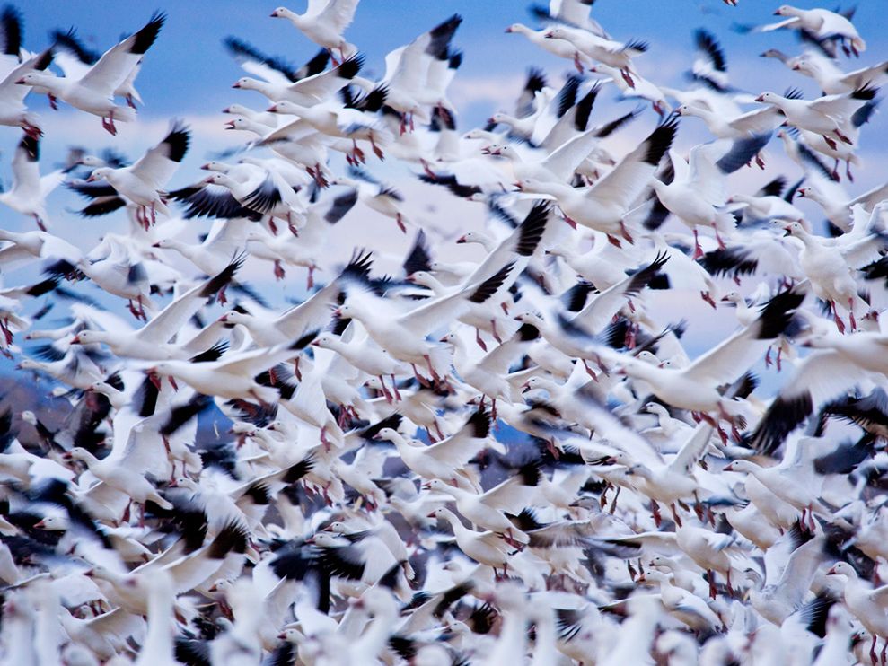 Snow Geese Photo Animal Migration Wallpaper National Geographic