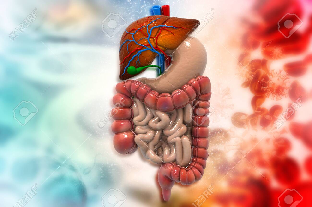 Human Digestive System On Scientific Background 3d Illustration