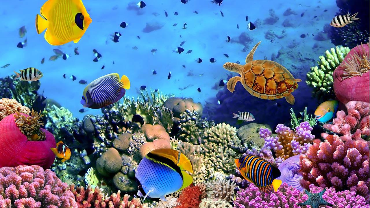 Ocean Fish Live Wallpaper Offers You Gorgeous Animated Background Of