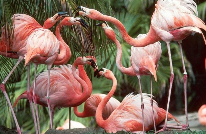 Birds Pink Flamingos Nature