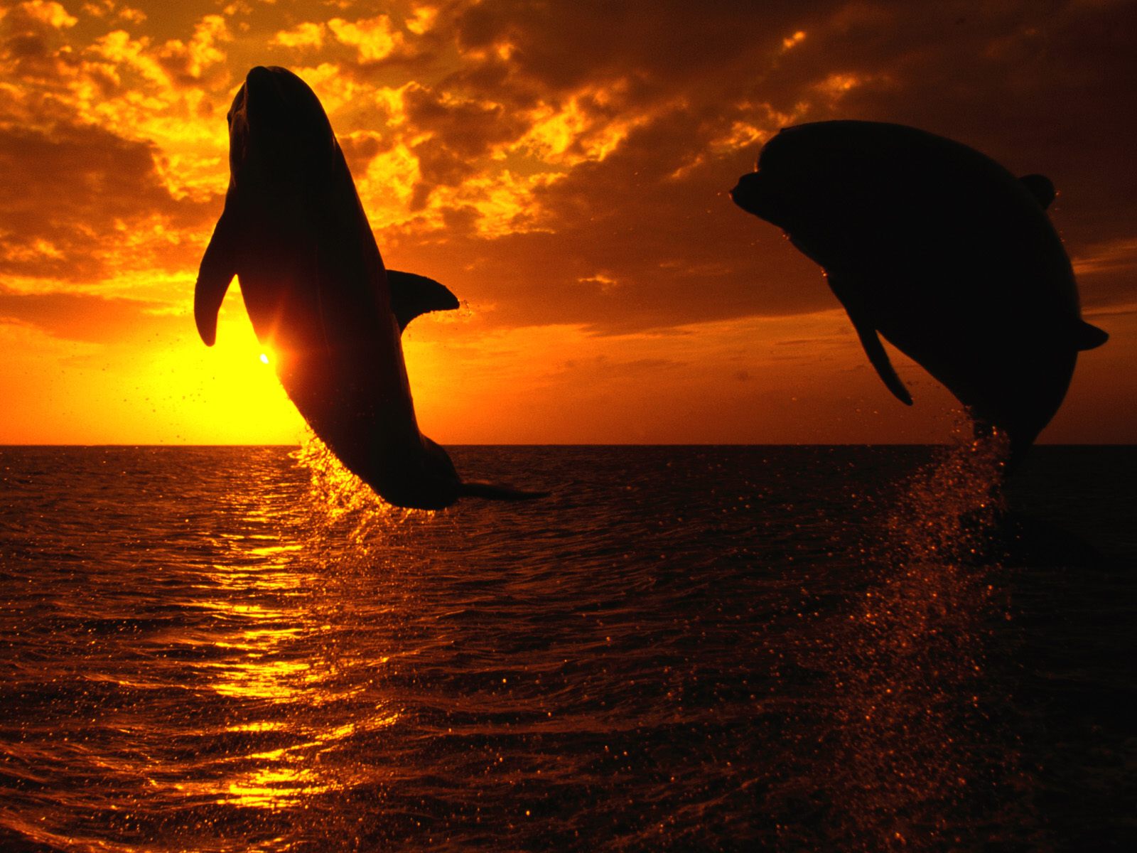 Aquatic Symphony   Ocean Life Photography Desktop Wallpapers 4940