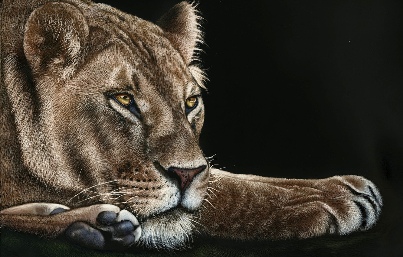 Wallpaper Look Face Predator Paws Lioness Black Background