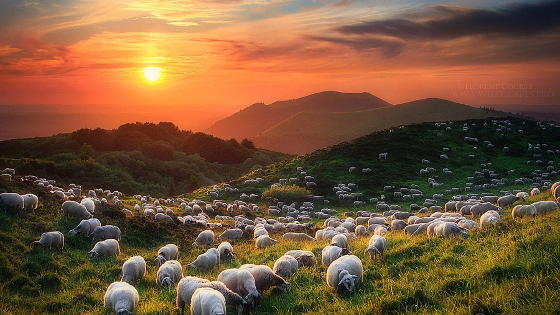 Sheep And Volcanoes Wallpaper In Nature With All