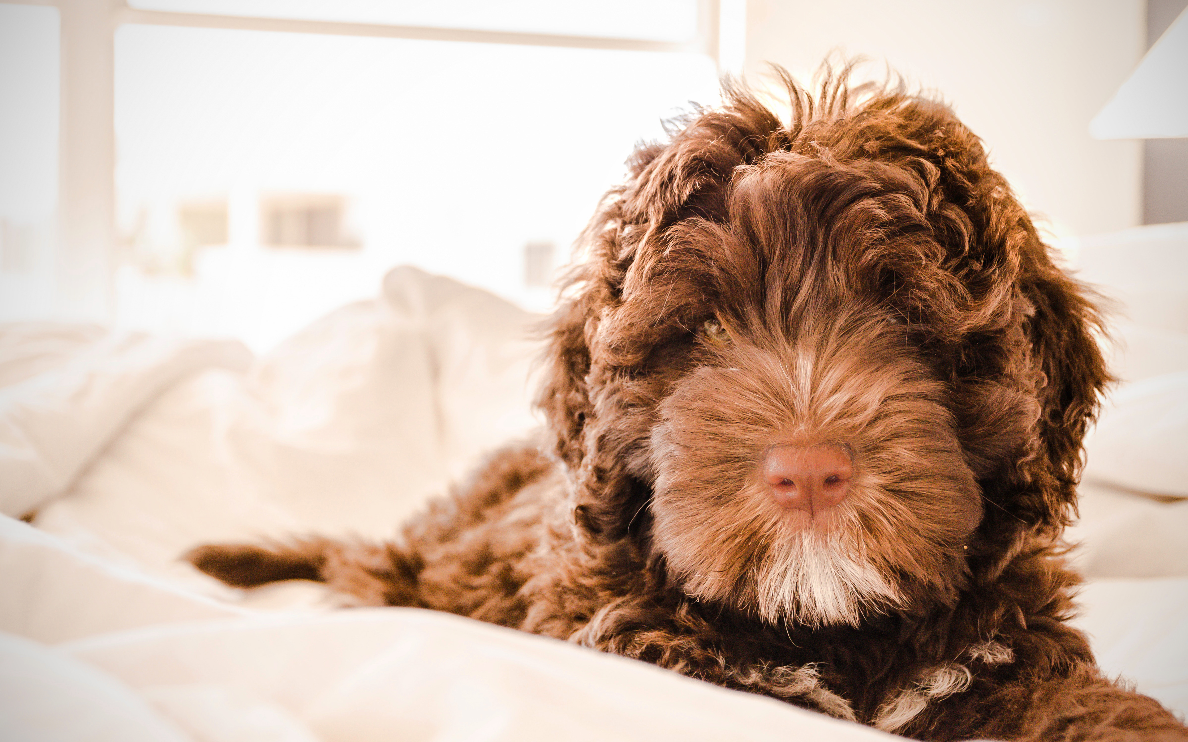  Free Download Wallpaper Labradoodle Dog 4k Puppy Curly Brown By 