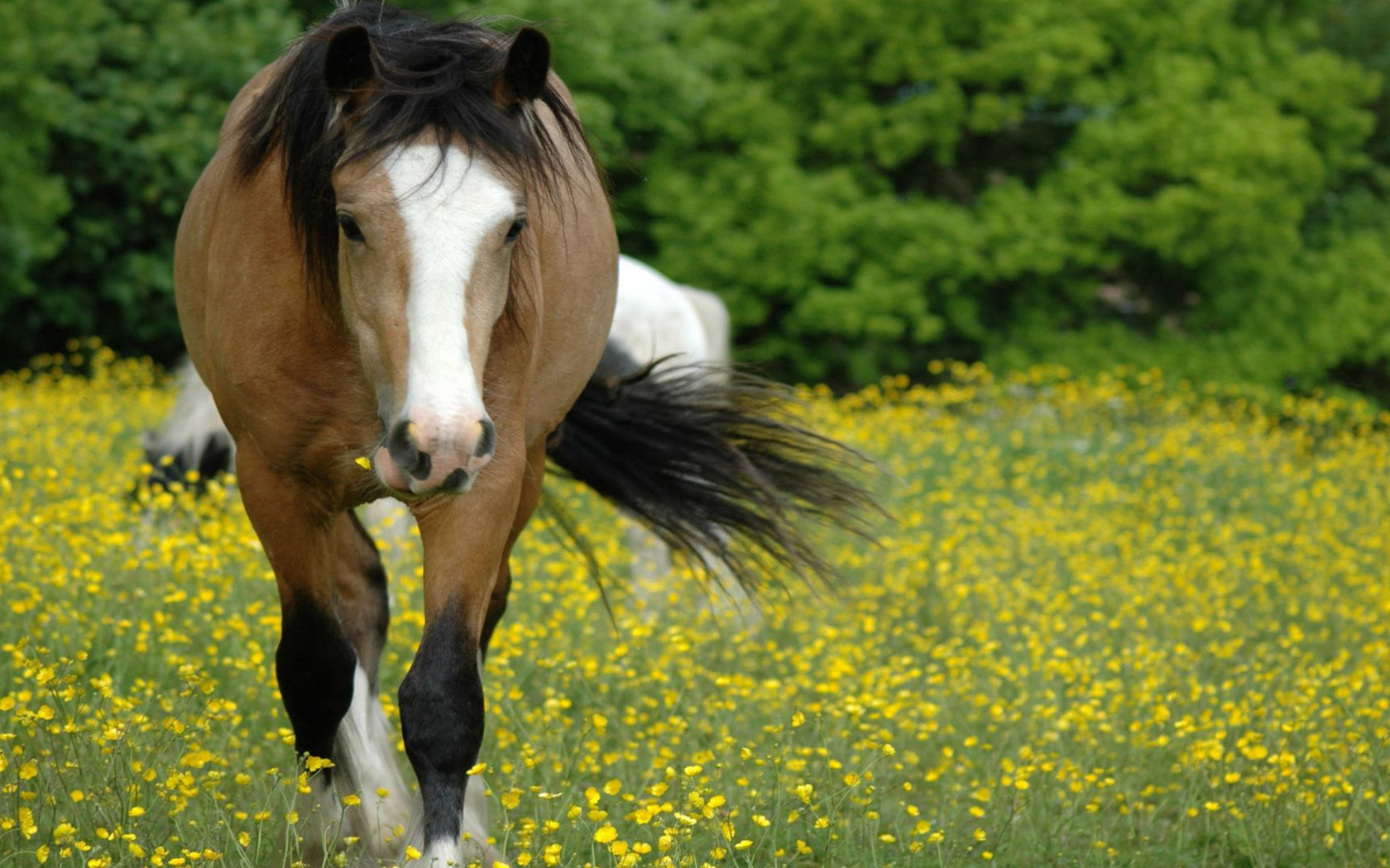 Cute Funny Horse Wallpaper Related Keywords Amp Suggestions