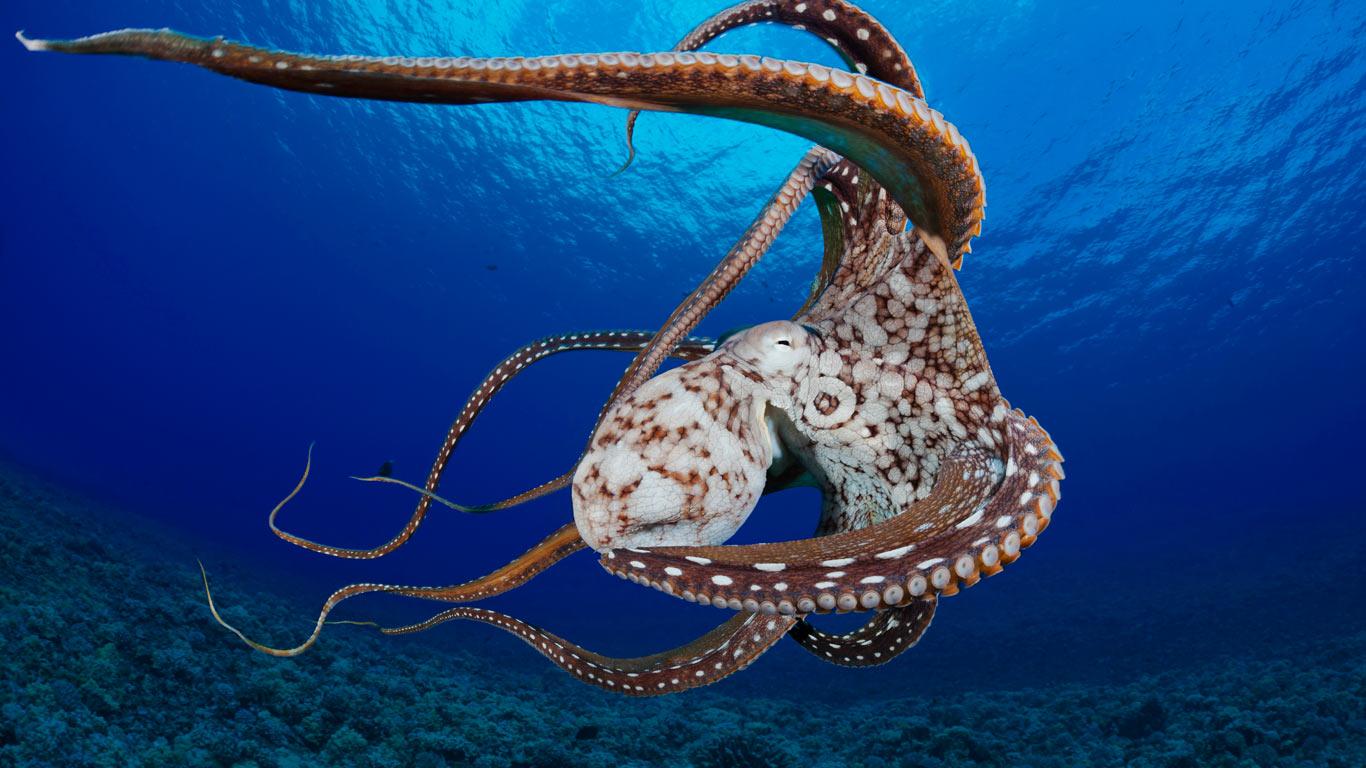 Day Octopus Cyanea In The Water