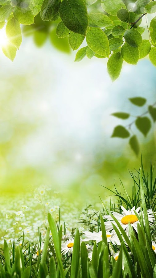 Green Spring Live Wallpaper Android Apps On Google Play