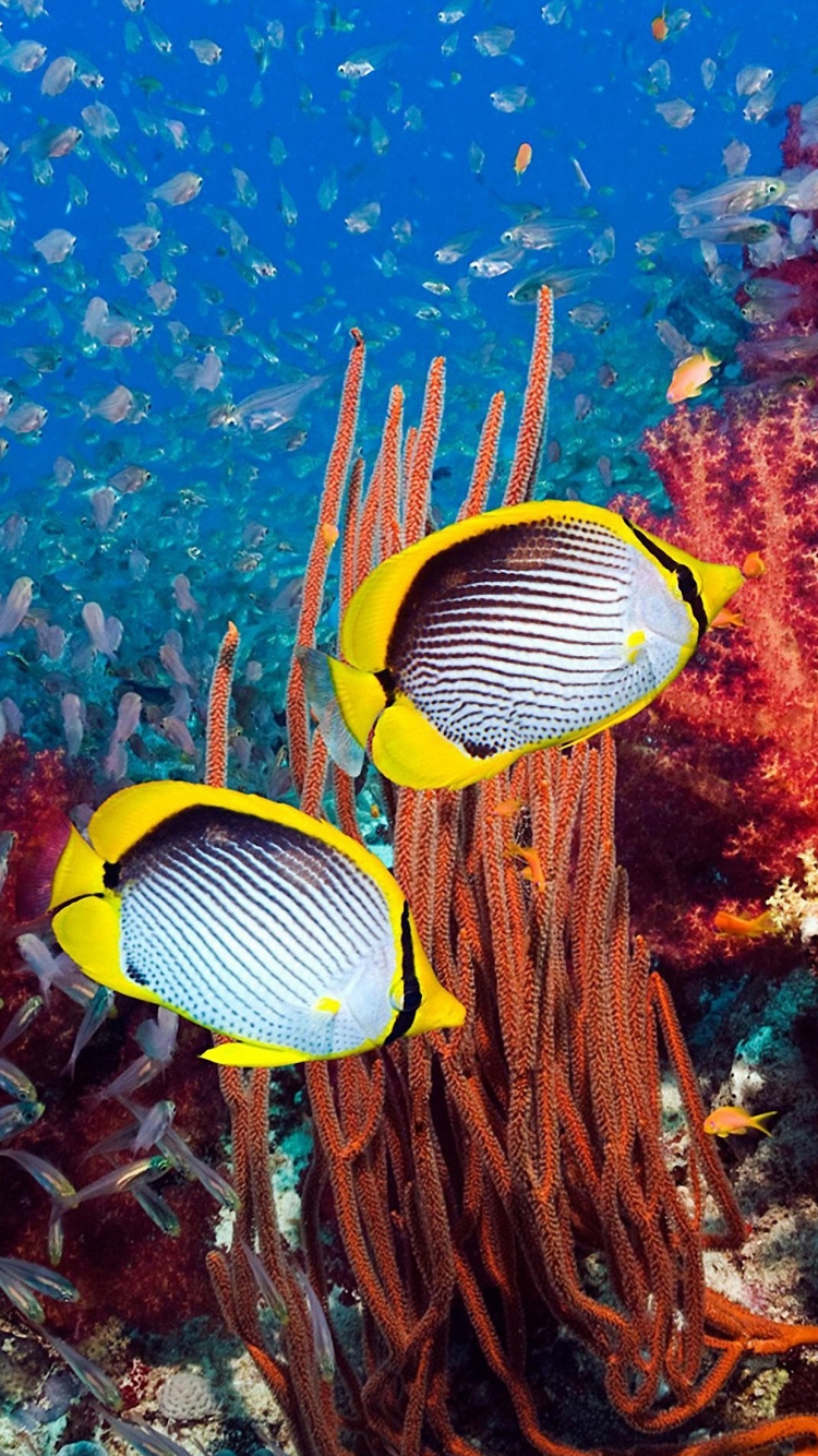 HD Butterflyfish Undersea iPhone Wallpaper