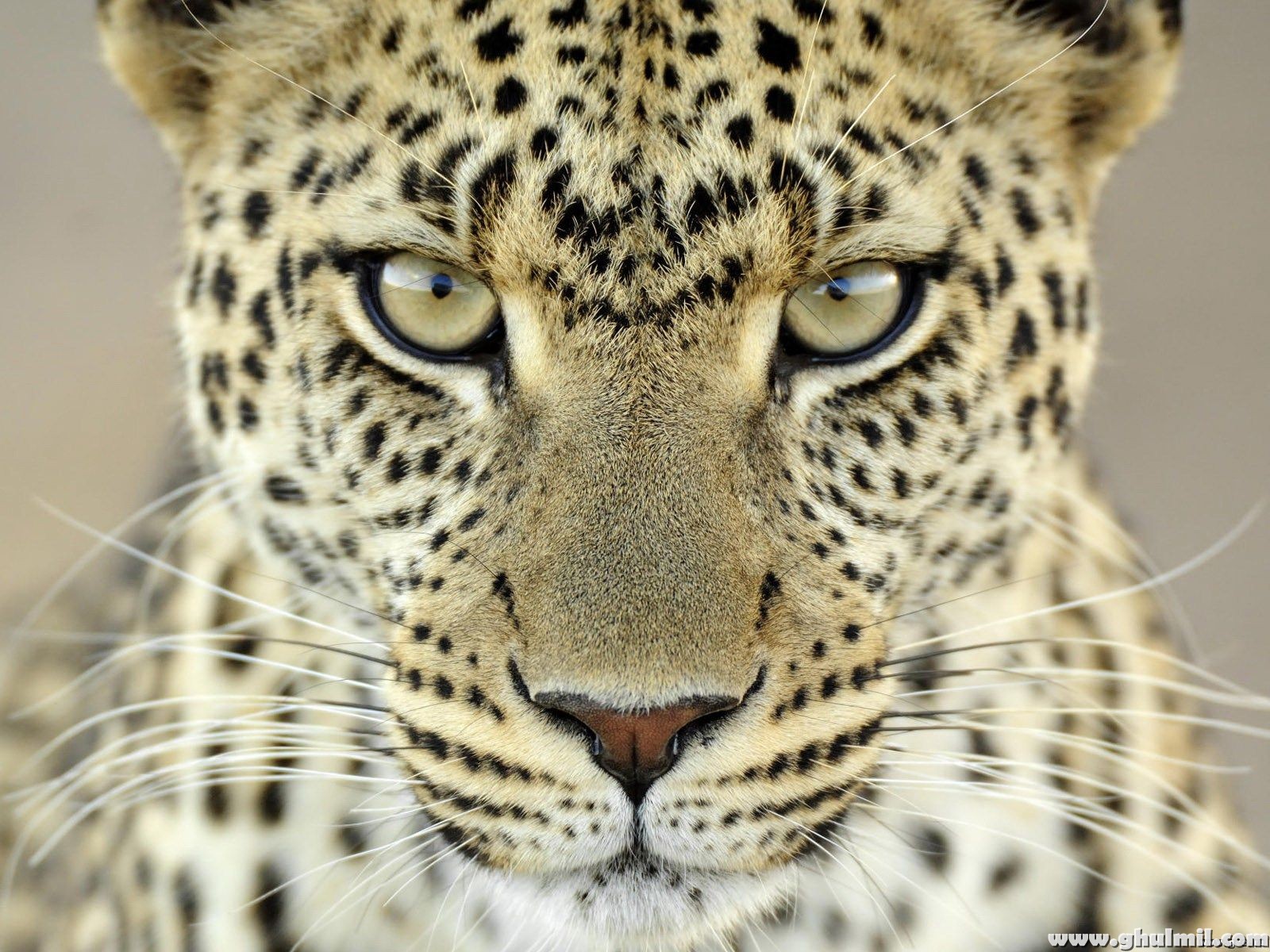 Beautiful Wild Leopard HD Wallpaper For Puters E Entertainment
