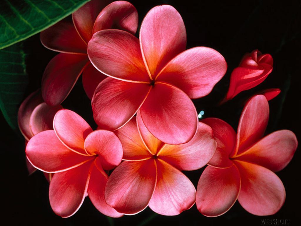 Hawaiian Flower Wallpaper
