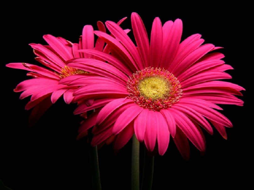 pink gerber daisy 808x606
