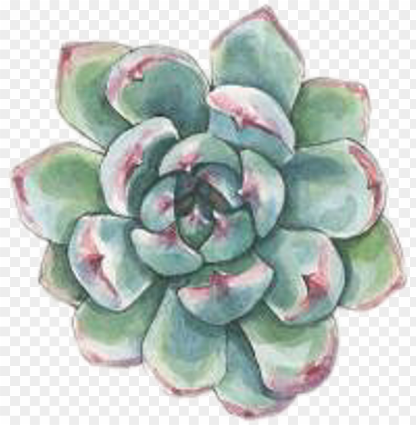 Art Watercolor Succulent Succulents Plant Plants Png Image