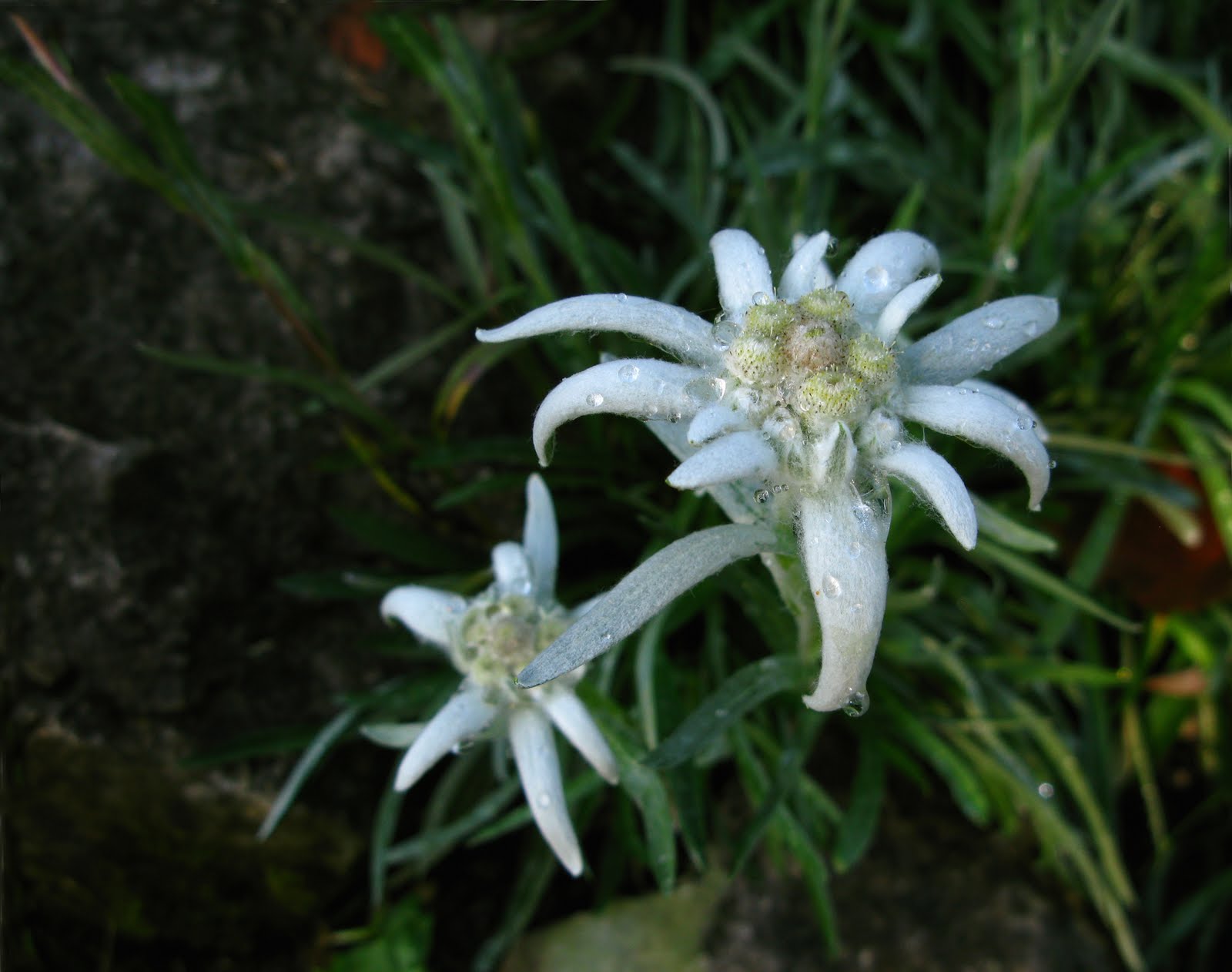 Edelweiss Wallpaper Flower Dreams