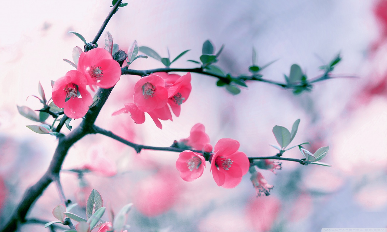 Pink Blossom Flowers Spring 4k HD Desktop Wallpaper For
