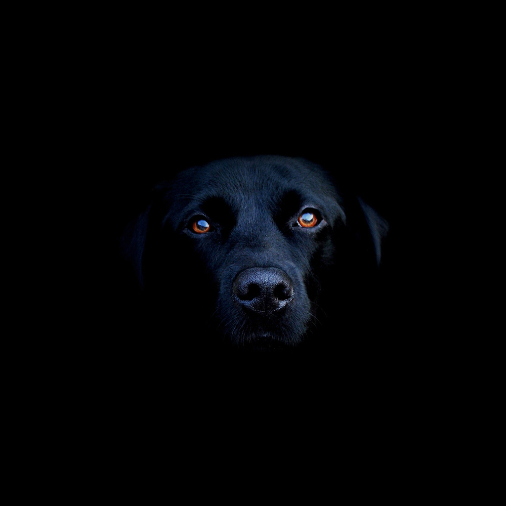 Animals Black Lab Labrador Retriever iPad iPhone HD Wallpaper