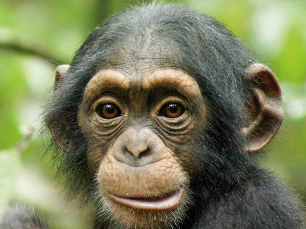 Chimpanzee Wallpaper Pictures