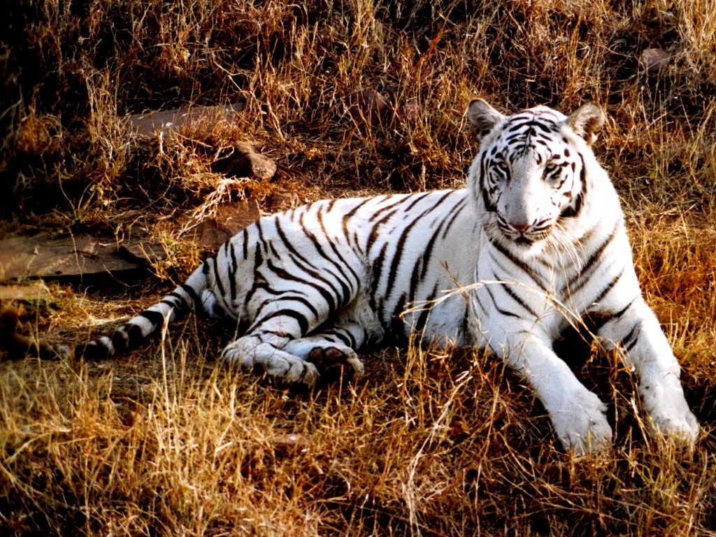 White Tiger Desktop Wallpaper 1024x768 pixel Popular HD Wallpaper