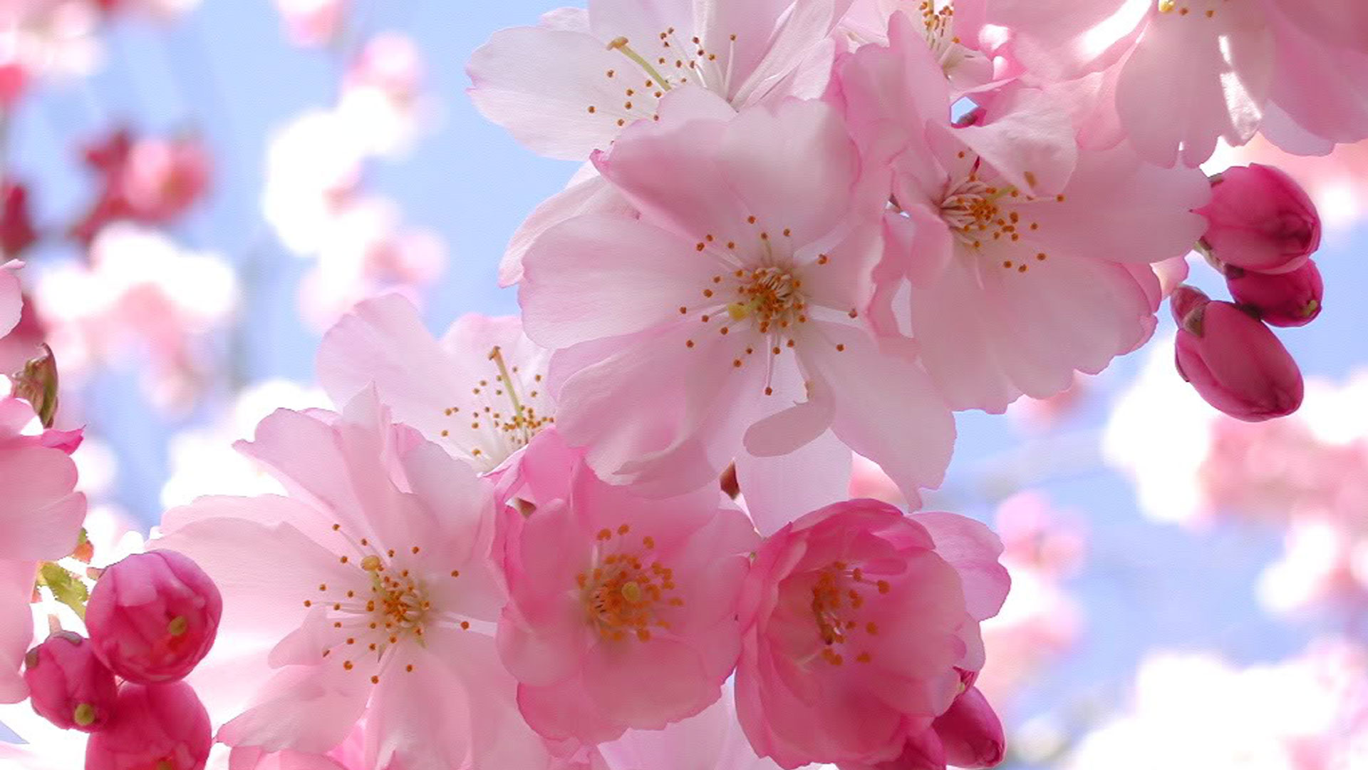 Pink Color images Blooming Pink Cherry Blossom HD wallpaper and