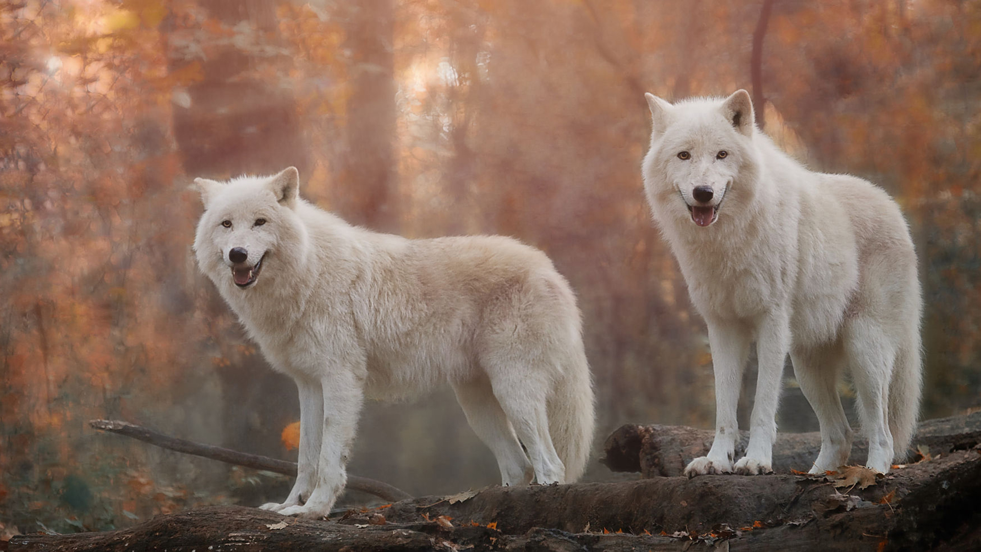 White Wolf HD Wallpaper Image