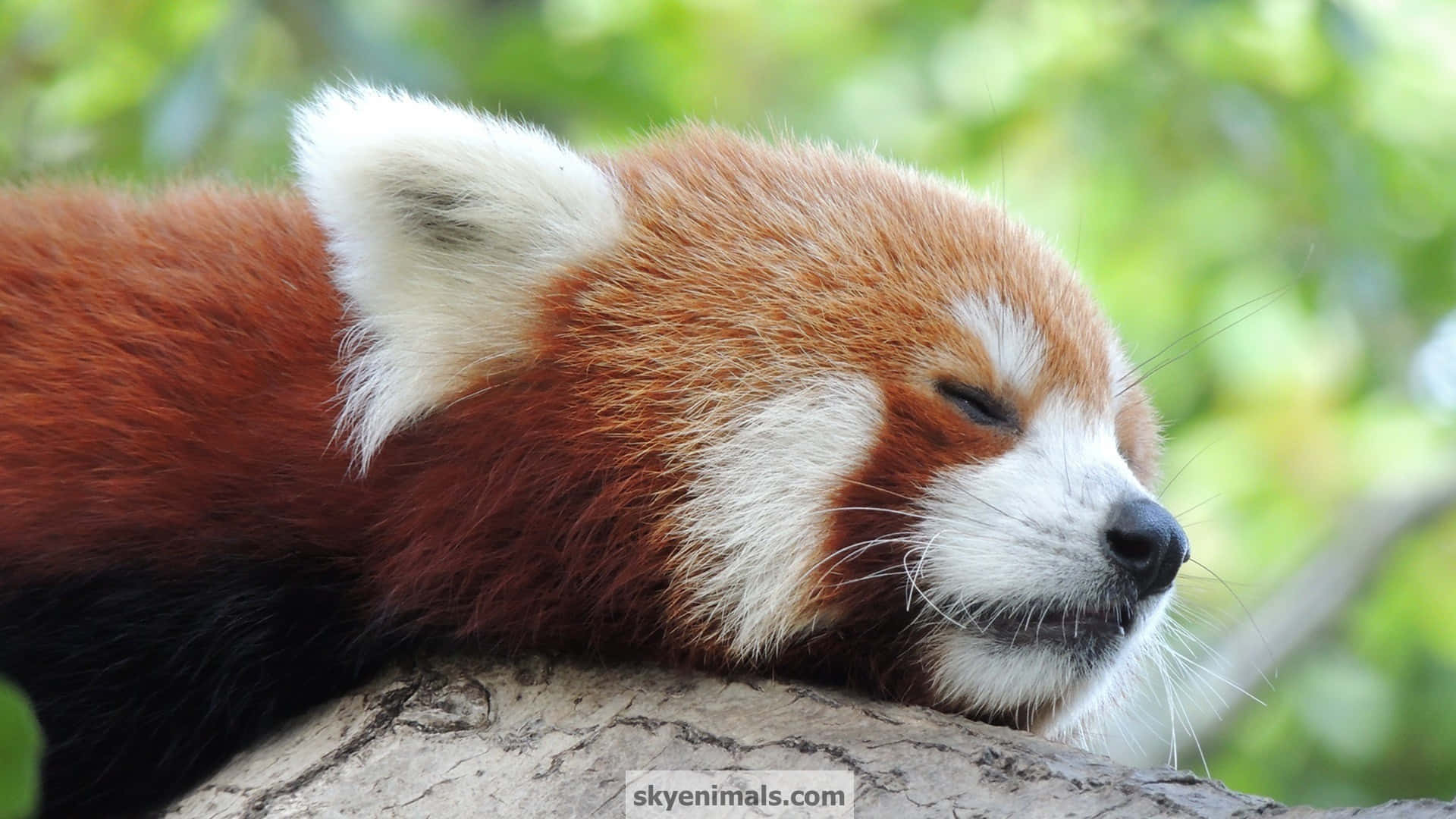 Cute Red Panda Wallpaper