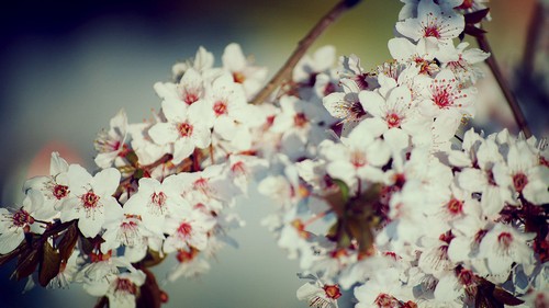 Vintage Cherry Blossoms Photo