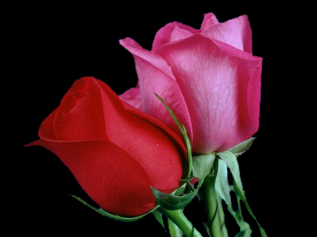 Wedding Red Rose Flower Wallpaper Love Roses Pictures Urdu