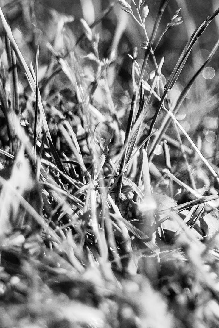 Black And White Grass Detail Wallpaper Getwalls Io