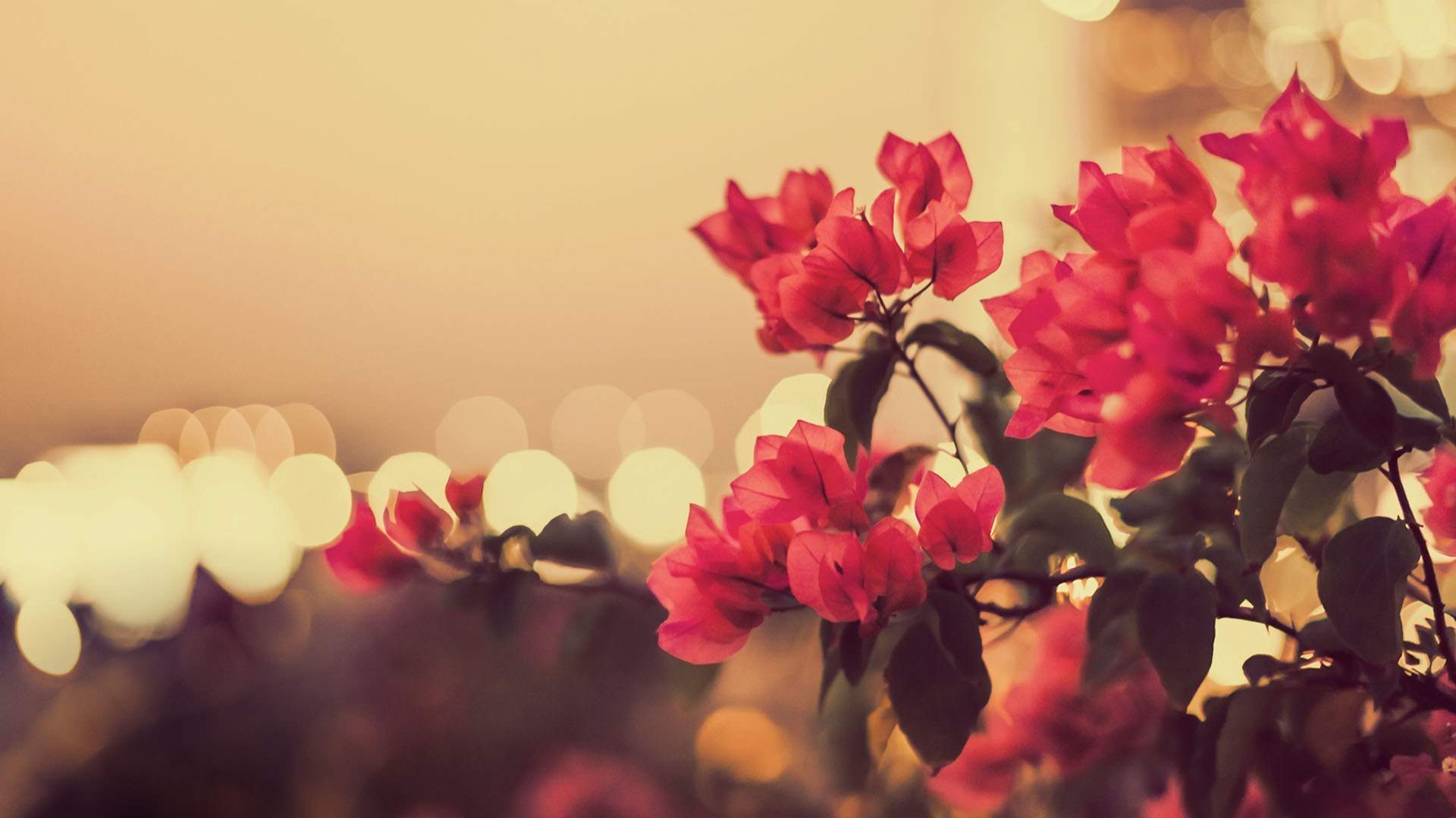 Vintage Photography Wallpaper In Psd