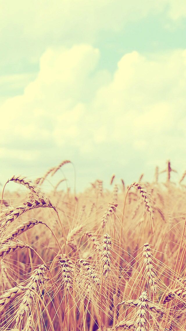 Country Wheat Pretty Sky Wallpaper Background